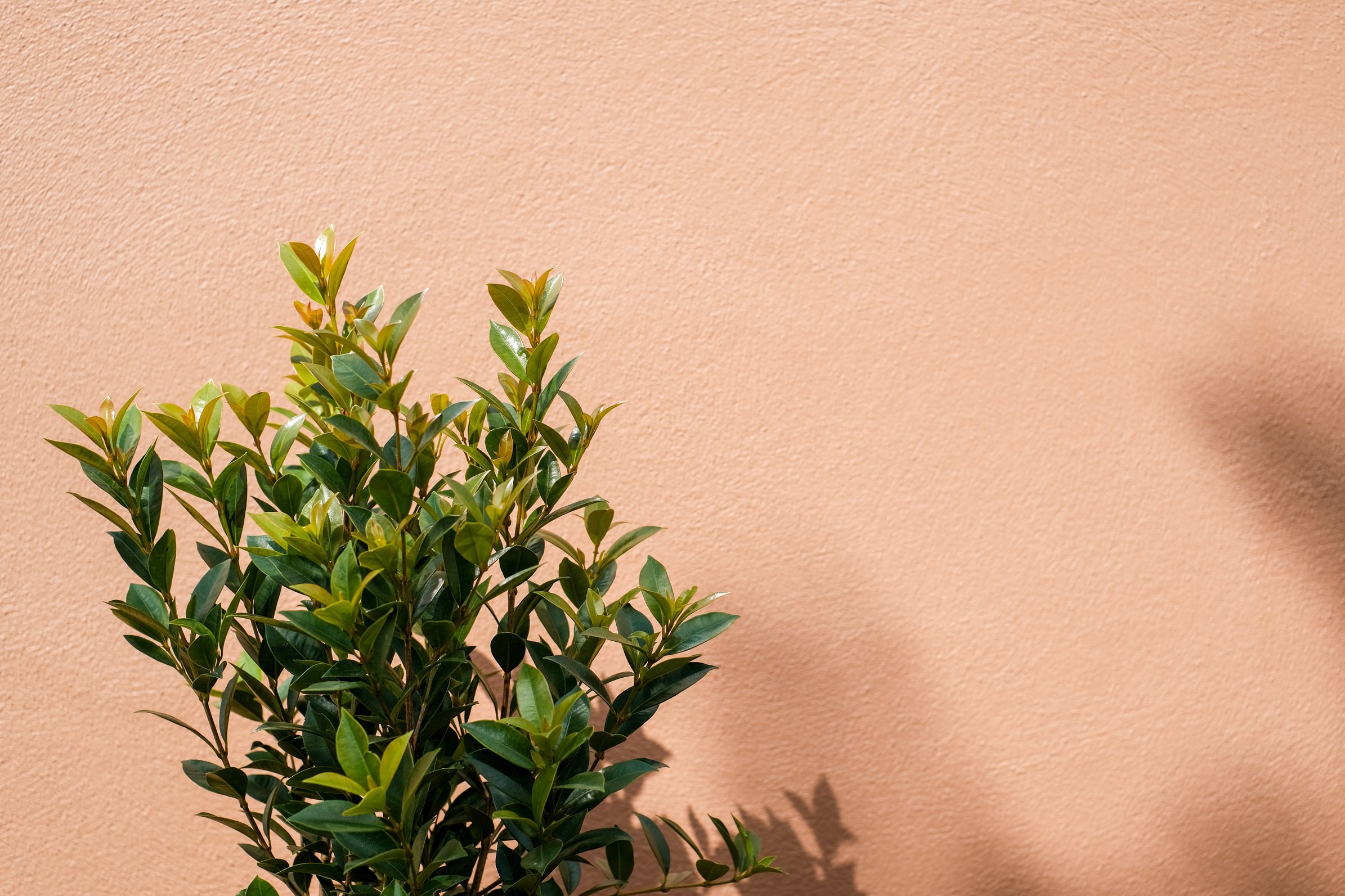 Plant Growing Near a Wall